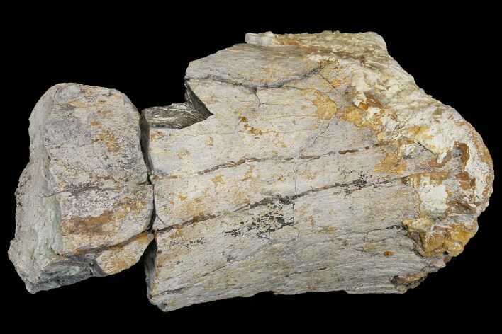 Fossil Triceratops Bone Section - North Dakota #120192